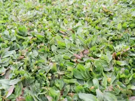 Rumput gajah besar