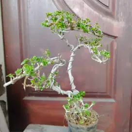 Bonsai Sancang Meliuk