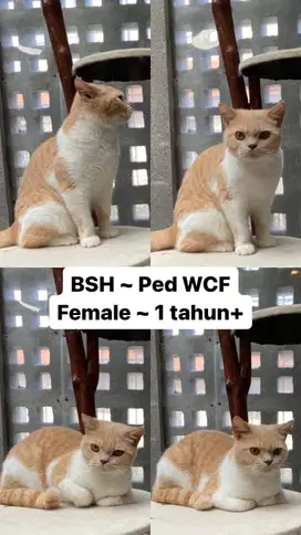 Kucing BSH Betina Cream White Pedigree