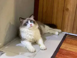Kucing Ragdoll Pure Non Ped Non Simetris Seal Point Bulu Kapas Jantan