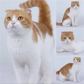 Kucing Scoties Fold Oren Putih Exotic Shorthair Jantan