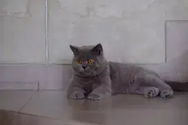 Kucing BSH British Short Hair Blue Pedigree WCF