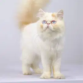 Kucing Persia Peaknose Long Hair Bulu Kapas Mata Biru Jantan