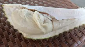 Duren lokal matang pohon