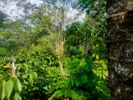 Dijual kebun kopi seluas 5400m2 lokasi strategis di pinggir jalan