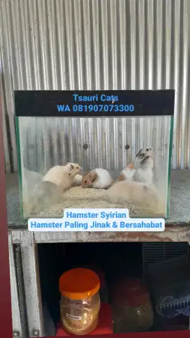 Hamster Paling Jinak & Bersahabat