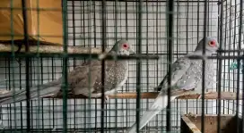 Perkutut diamond dove