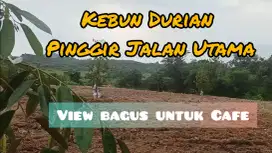 KEBUN DURIAN VIEW UNTK CAFE 2.727 M PINGGIR JALAN KAMPUS POLMAN