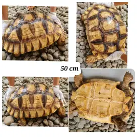 Sulcata Jantan 56 cm 1 ekor, semarang