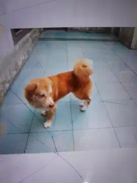 Anjing jantan dewasa mix golden dan betina mix rott