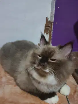 KUCING HIMALAYA