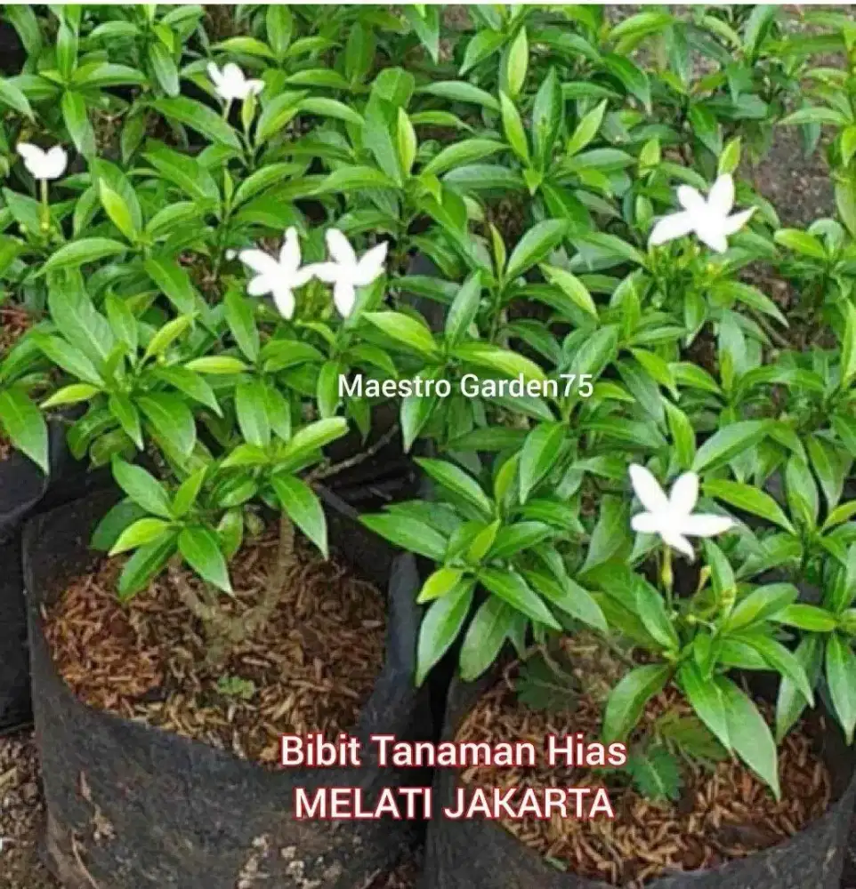 Melati Jakarta Tanaman Hias