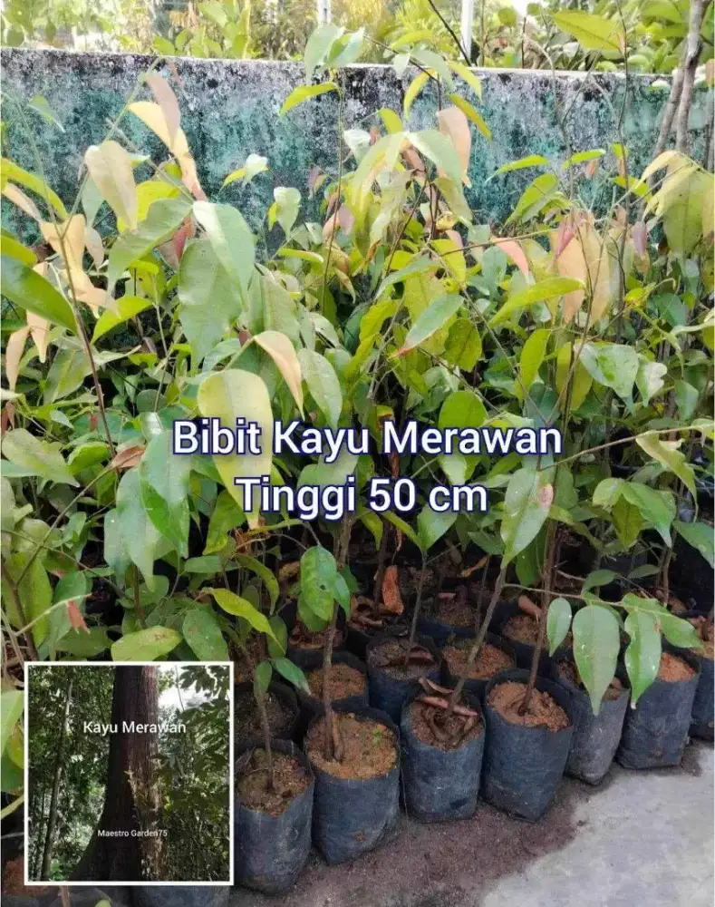 Bibit Kayu Merawan Tinggi 50 cm