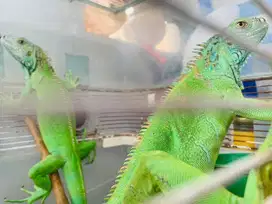 Iguana blue head