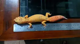 Gecko Giant Hypo Tngerine Jantan