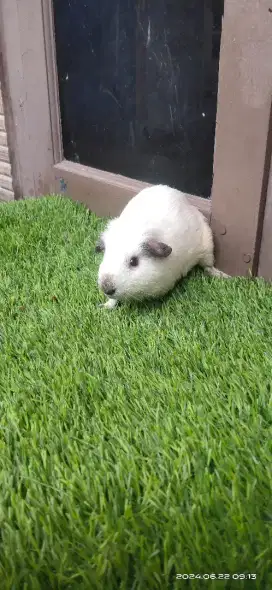 Marmut/guinea pig california krem anakan