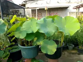 Tanaman lotus untuk menghias kolam