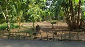 Jual Tanah Kebun Perkarangan