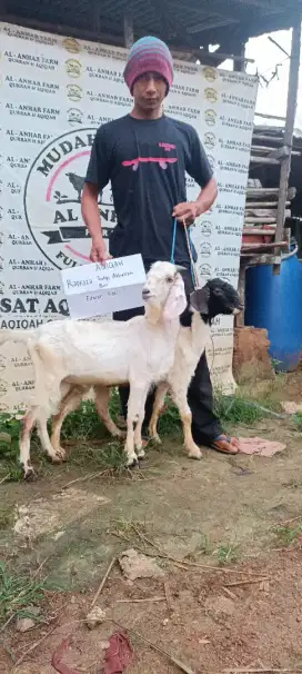 kambing aqiqah best seller