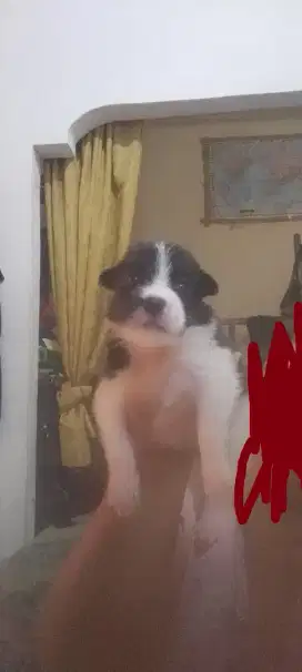 Anak anjing mix mini pincher