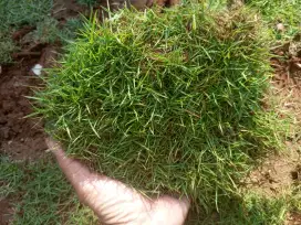 Rumput jepang lempeng