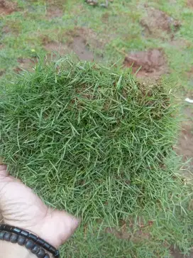 Rumput jepang karungan