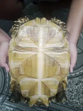 Kura sulcata 4jt nego