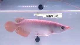 Ikan Arwana arowana Super Red bisa tt