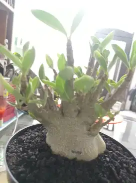 Adenium Fuji prokar