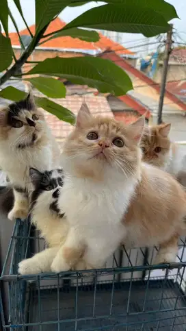 Open Adopt Adopsi Kucing Persian Medium x Anggora