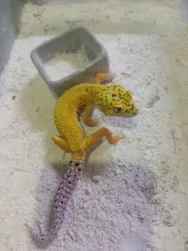 Leopard Gecko warna cerah premium