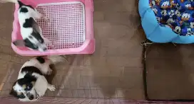 CHIHUAHUA BETINA LONGHAIR