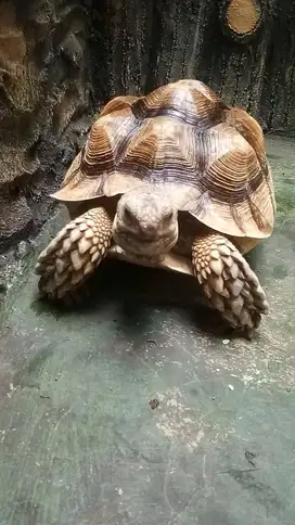 Sulcata Betina (35 cm)