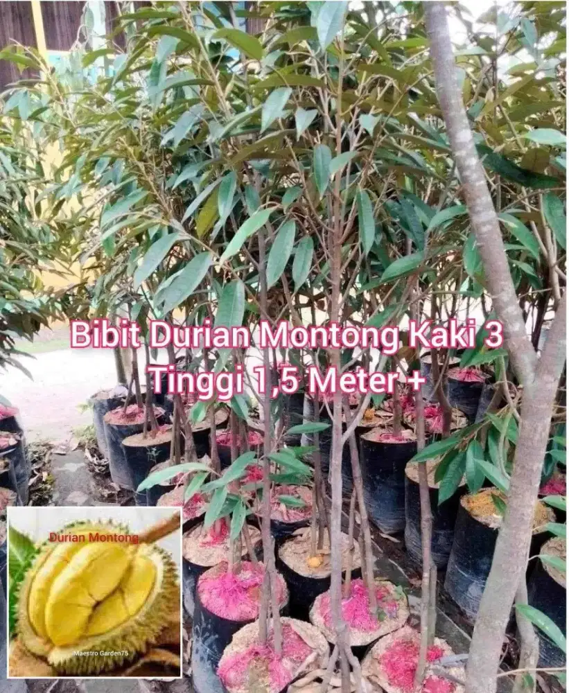 Bibit Durian Montong Kaki 3 Tinggi 1,5 Meter