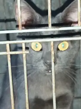 Diadopsikan 2 Kucing Busok Dewasa Obral
