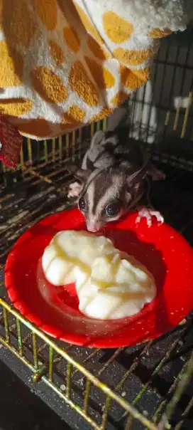 Sugar glider classic umur 3 bulan
