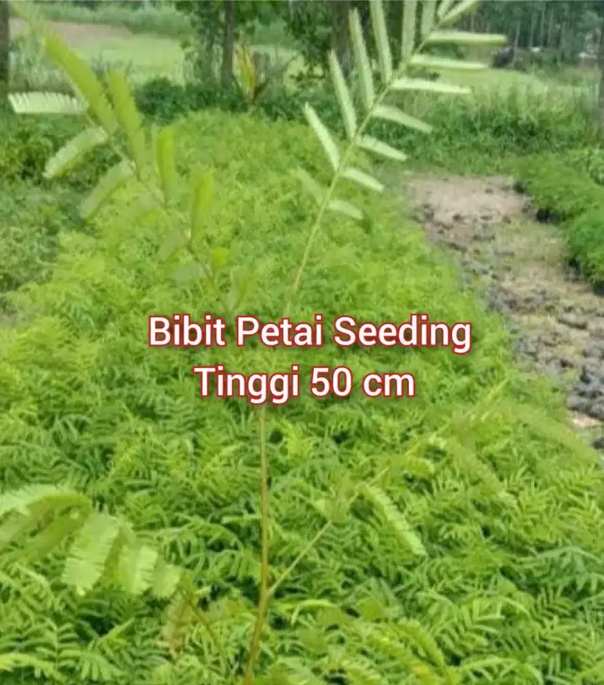 Bibit Petai Seedling 50 cm