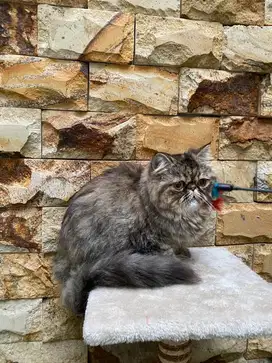 Persia Peaknose Ekstrem Betina