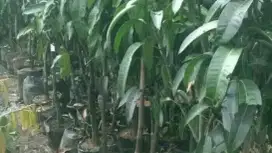 Jual Pohon Mangga Kiojay Madu Jumbo/ThailandYg bratBuah 1buahnya1,3kg.