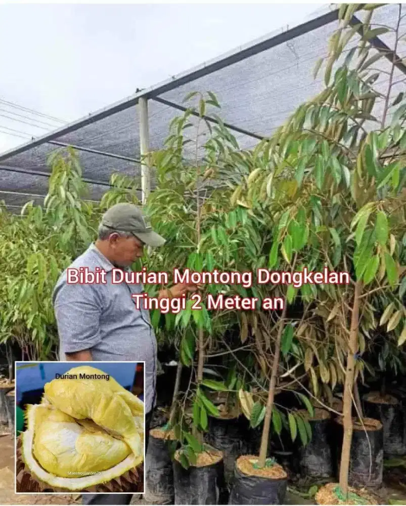 Bibit Durian Montong Tinggi 2 Meter an