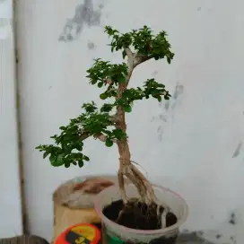 Bonsai Sancang Ok