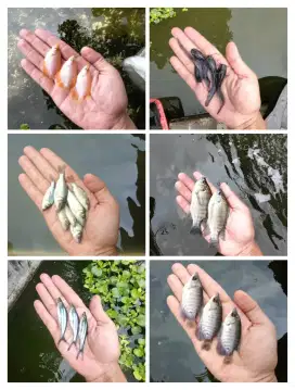 BIBIT IKAN AIR TAWAR/HIAS/LLE/NLA/MJAIR/BWAL/PTIN/GRAME/MAS/GBUS/KOI