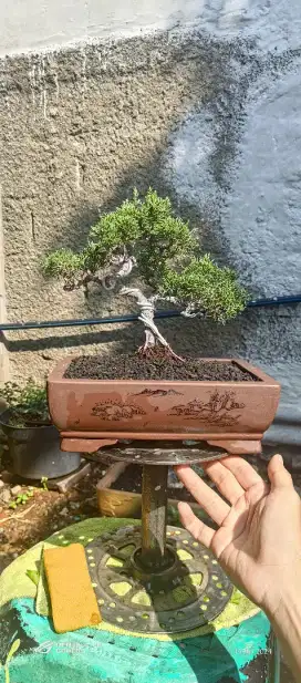 bonsai cemara sargenti