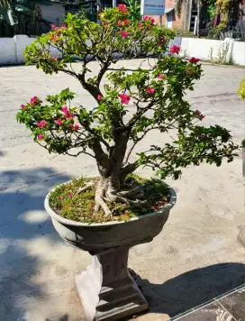 Bonsai Bougenville