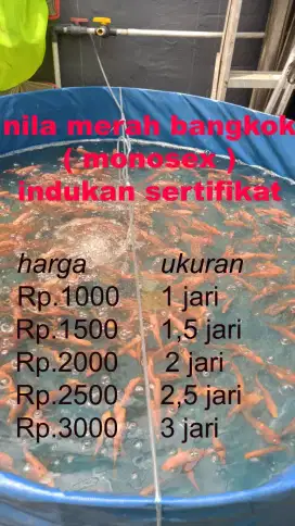 Bibit nila Jakarta