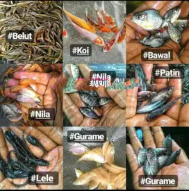 Jual bibit ikan NILA MERAH DAN LAINNYA