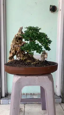 Bonsai Hokiantea