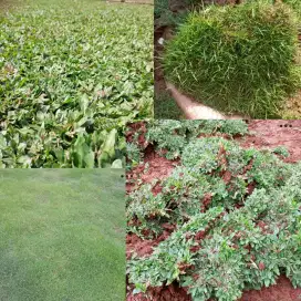 Rumput jepang lempeng
