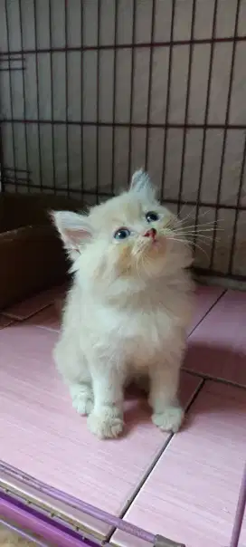 Kucing Persia flatnose peaknose bulu gimbul kitten jantan