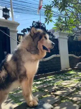 Alaskan malamute Import